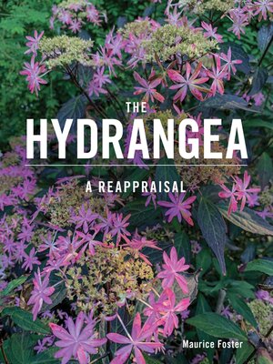 cover image of The Hydrangea
